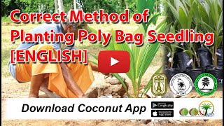 Correct Method of Planting Poly Bag Seedling [ENGLISH]