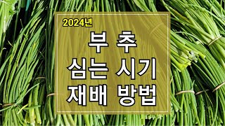 2024년 부추 심는 시기 및 재배방법 알아보기