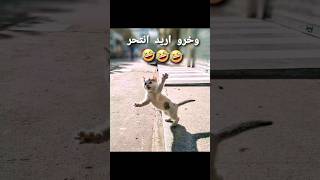 لما القط يريد ان ينتحر 😭😭😹😹😹#دعمكم_لي_يساعدني_على_الاستمرار