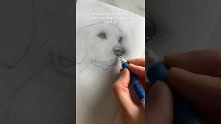 What breed of dog should I draw next?#drawing #sketch #petportrait #artist #sketchbook #art #pencil