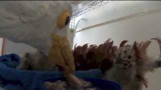 Gull chicks being fed via puppet surrogate