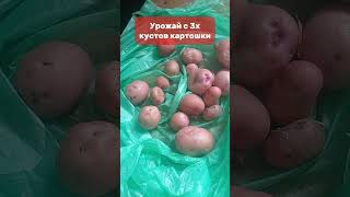 Урожай с трех кустов картошки