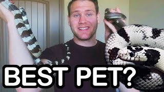 CALIFORNIA KINGSNAKE - IS IT A GOOD PET SNAKE?