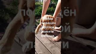 Лучший друг Малыш.