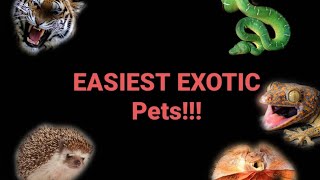 Top 5 EASIEST EXOTIC PETS!!!