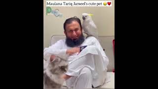 #maulanatariqjameel #birds #shorts #youtubeshorts #short #tiktok #trending #viral #art #bts