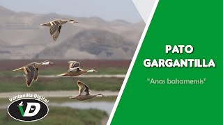 Pato gargantilla - Humedales de Ventanilla