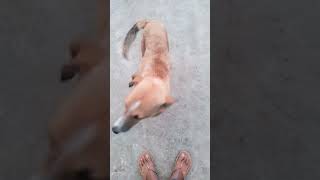 😱😱😱🫵🫵🤭🤭 यह नही देखा तो कुछ नही देखा एक बार जरूर देखो 🙏🙏🙏🫵🫵🫵😱😱😱🙏🙏 #viral #dog #dogcomedy #viralshort