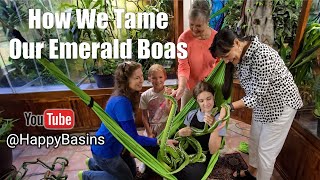 How We Tame Our Emerald Boas – LIVE Tonight!