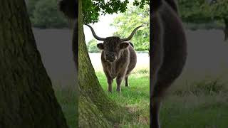 #highlandcows #nikonz8