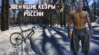 Звенящие кедры России / коплю на Go pro/ Волшебная флейта