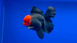 Populer Gold Fish Showcase A Compilation Video