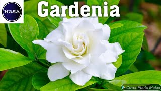 All about Gardenia plant- H2SA Code: FL015