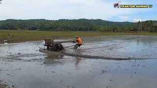 langsung garu!!traktor sawah meratakan tanah sawah yang luas mengguanakan garu kayu