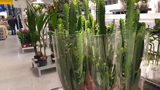 IKEA RĪGA OVERVIEW BEAUTIFUL FLOWERS🌹🌺🌻🌼🌷⚘ИКЕА РИГА ОБЗОР КРАСИВЫХ ЦВЕТОВ⚘🌷🌼🌻🌺🌹⚘🌷🌼🌻🌺🌹