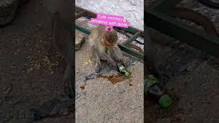 Monkey drinking soft drinks 🐒 #funny #funnyvideos #travel #travelvlog #shorts #you #youtubeshorts