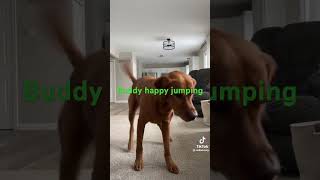 buddy jumping happaly