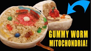 100% Edible Animal Cell: A homeschool cell biology lesson for all ages!