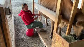 Adventures in Milking...Our First Dairy Cow