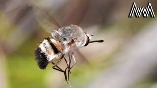 AwA Australian Native Bees (including Teddy Bear Bees) and Bee Flies