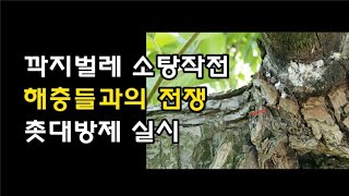 [배재배] 상품성 떨어뜨리는 깍지벌레 없애기 | 촛대방제 실시 했어요 | Asian Pear Orchard