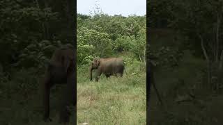 Elephant in Minneriya #shorts