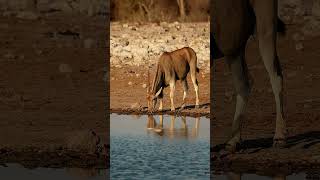 Eland drinking water at Etosha National Park, Namibia.