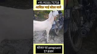 सोजत नसल की Pregnant पट फोर सेल 17 हज़ार  में#zakigoatfarm #youtubeshorts #trendingshorts#viralshort