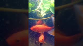 #shorts Fish’s in the water with Original sound. No edit.#Fish #RealSound