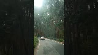 Verry beautiful view of pine forest Kodaikanal Hill's #forest #nature #relaxing #ambient #indie