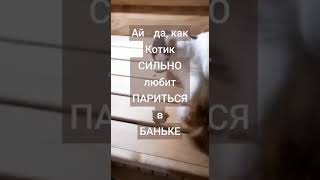 Котик СИЛЬНО любит ПАРИТЬСЯ в БАНЬКЕ.