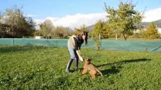 Il modellamento: come insegnare la posizione corretta al nostro cane