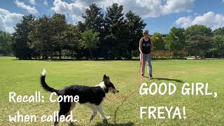 Freya's Puppy Head Start Board & Train | Chattanooga TN Puppy Training