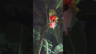 Unbelievable Are You Know This Animal,Fruit 🍑 🔥🙏,#shorts ,#viral ,#green ,#terrace ,#shortvideo ,