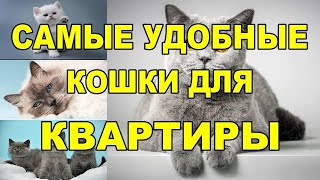 Самые удобные кошки для квартиры