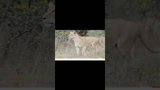 2023Heartbreaking! Male Lion Alone Fights With Ferocious Buffaloes To Protect Cub Only To G...