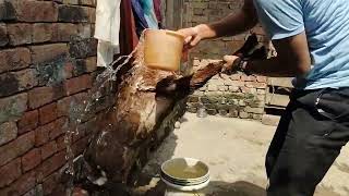 So Beautiful Goat Bathing Video|| Goat haircutting tips|| बकरी को नहलाने ka  वायरल अनोखा तारिका