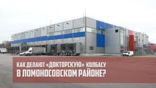 Как делают «Докторскую» колбасу в Ломоносовском районе