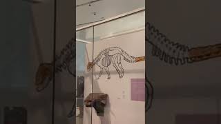 The Jurassics Inside The Royal Ontario Museum, Canada #jurassic #extinction #preserving #shorts