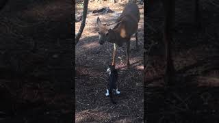 Blacktail deer hanging out with pet cat