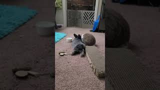 bunny leans back on his beloved friend *sweetest rabbits in the world* #cutepets #cuterabbits #bunny