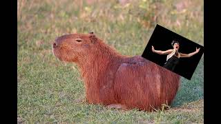 Mr. Capybara (opera version)