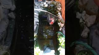 Cleaning the pond