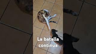 La batalla continua