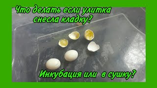 Улитка сделала кладку! Что делать???