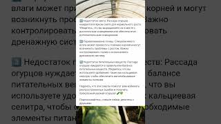 Почему гибнет рассада огурцов? 3 частые ошибки которые не дают вам получить обильный урожай