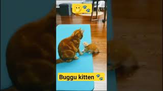 #cat #catfight #animal #funny #buggu #pet#lilmeowmeow#adorable #catlover #kitten #catmom #catbabies