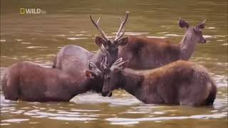 2021 Wildlife Documentary Nature and Wild Animals 2021 HD