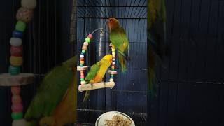 Adorable Suncanor #cockatielqueen #parrot #sunconure #music #song #love #birds #mittoo #parrots