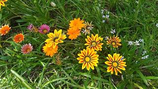 Jardim com Gazanias